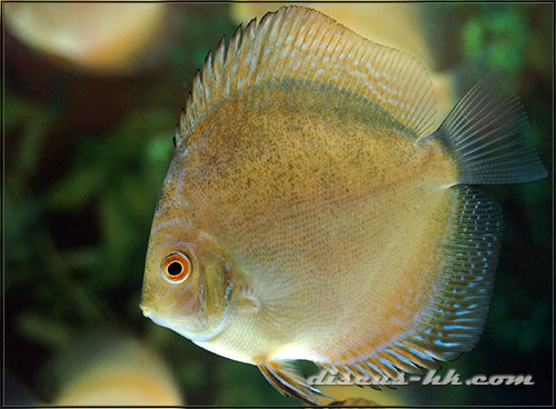 七彩神仙魚