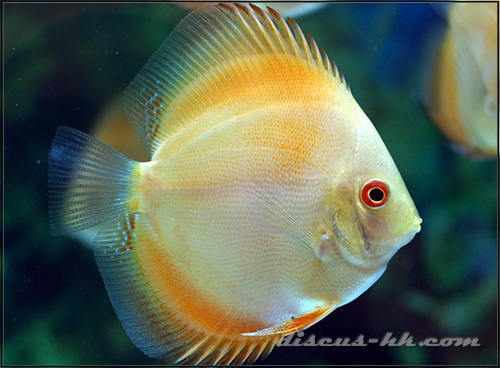 七彩神仙魚