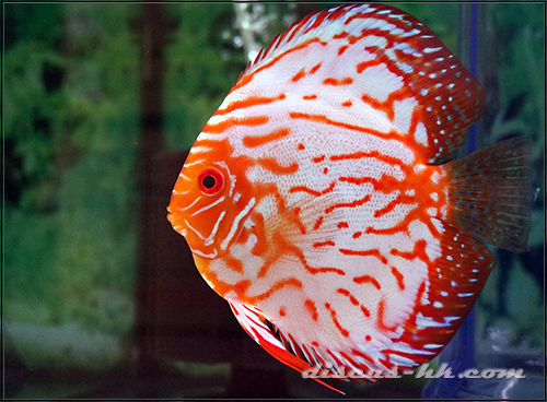 七彩神仙魚